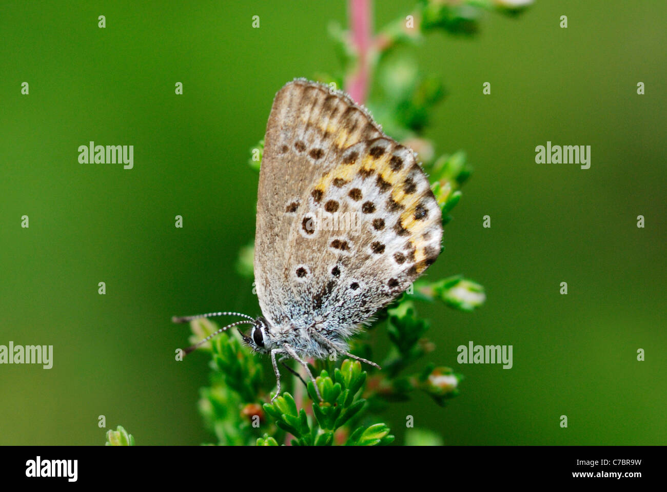 L'IDAS mâle Blue Butterfly (Plebejus idas) dans la réserve naturelle de Malingsbo-Kloten, Suède Banque D'Images