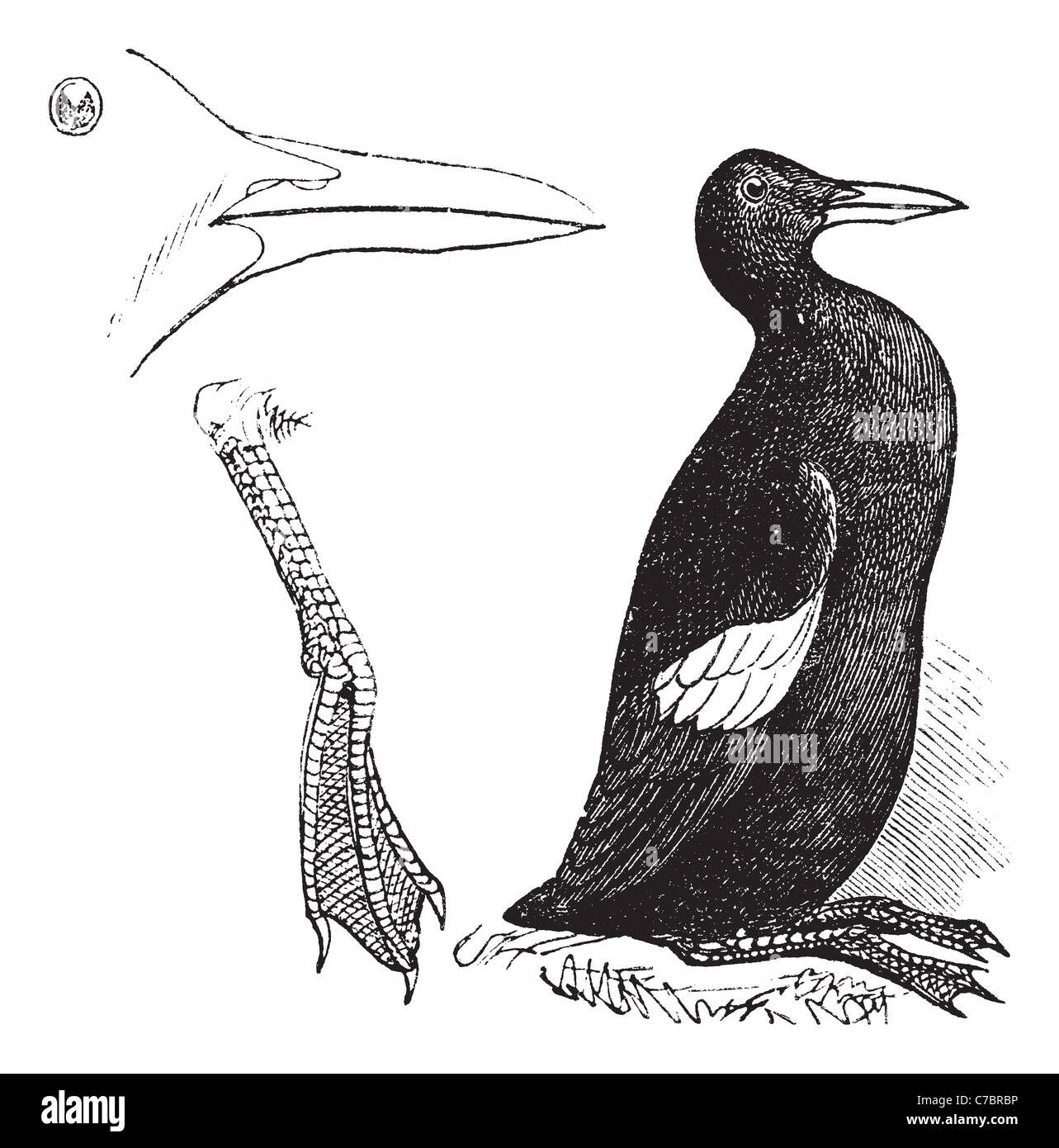 Guillemot plumage blanc (été) vintage la gravure. Vieille illustration gravée de guillemots à miroir blanc. Banque D'Images