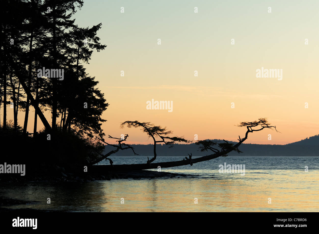 Arbre généalogique du rivage incliné vers l'extérieur au-dessus de l'eau au coucher du soleil, Washington Park, île Fidalgo, Skagit County, Washington, USA Banque D'Images