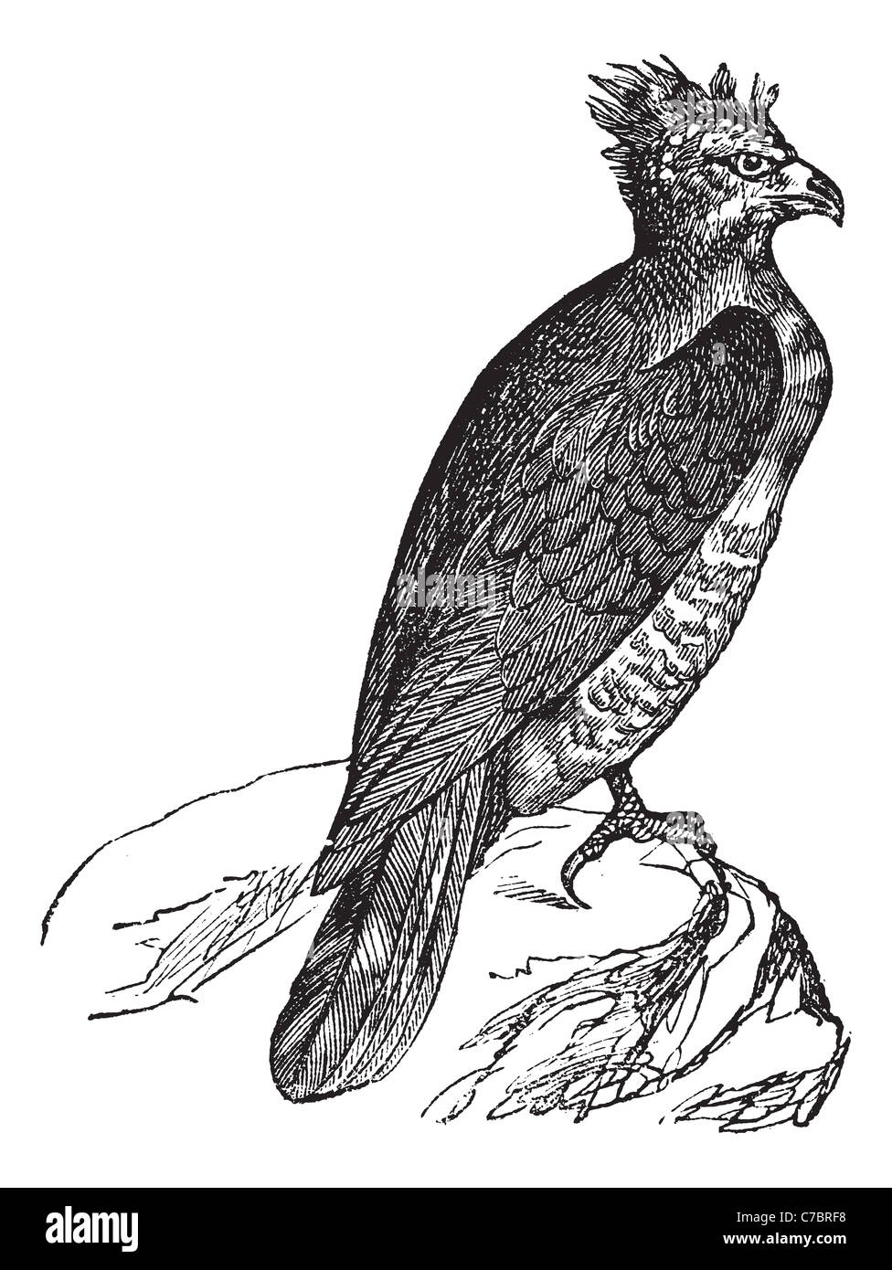 Harpy (thrasaetus harpyia) vintage la gravure. Vieille illustration gravée de l'aigle harpie. Banque D'Images
