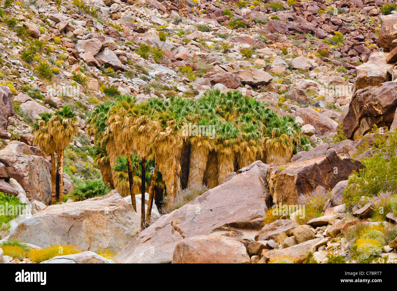 Oasis en Borrego Palm Canyon, Anza-Borrego Desert State Park, California USA Banque D'Images