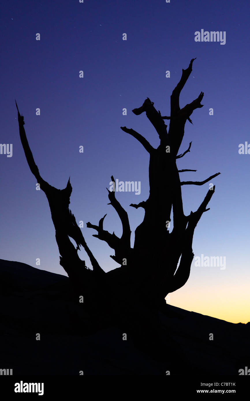 Bristlecone Pine silohuetted contre ciel étoilé de nuit, Inyo National Forest, Montagnes Blanches, California, USA Banque D'Images