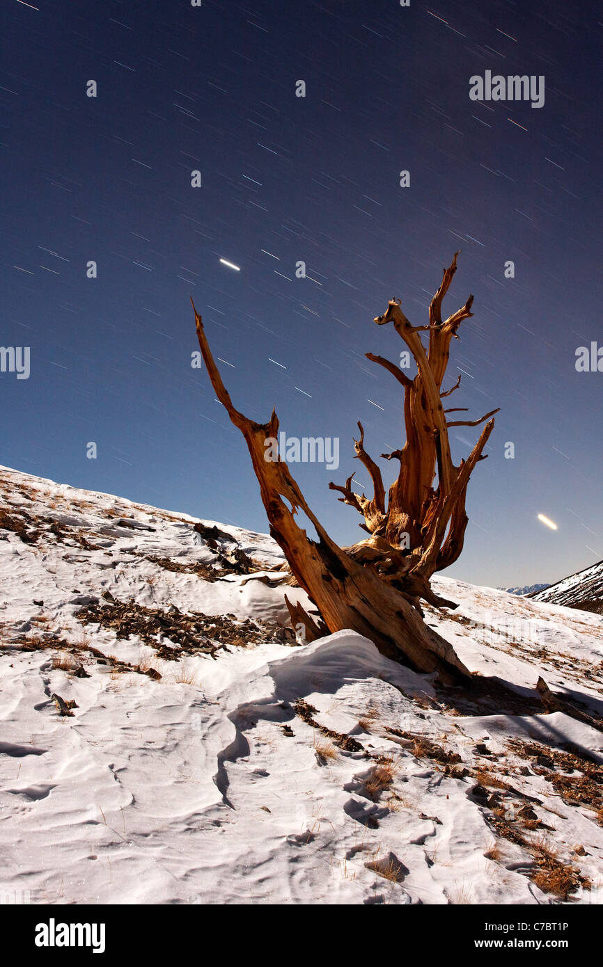 Bristlecone Pine et la neige éclairée par la lumière de la lune avec ciel étoilé, Inyo National Forest, Montagnes Blanches, California, USA Banque D'Images