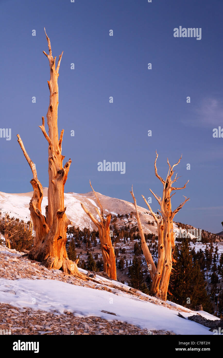 Bristlecone pines et Montagnes Blanches juste avant le lever du soleil, la Forêt nationale d'Inyo, Montagnes Blanches, California, USA Banque D'Images