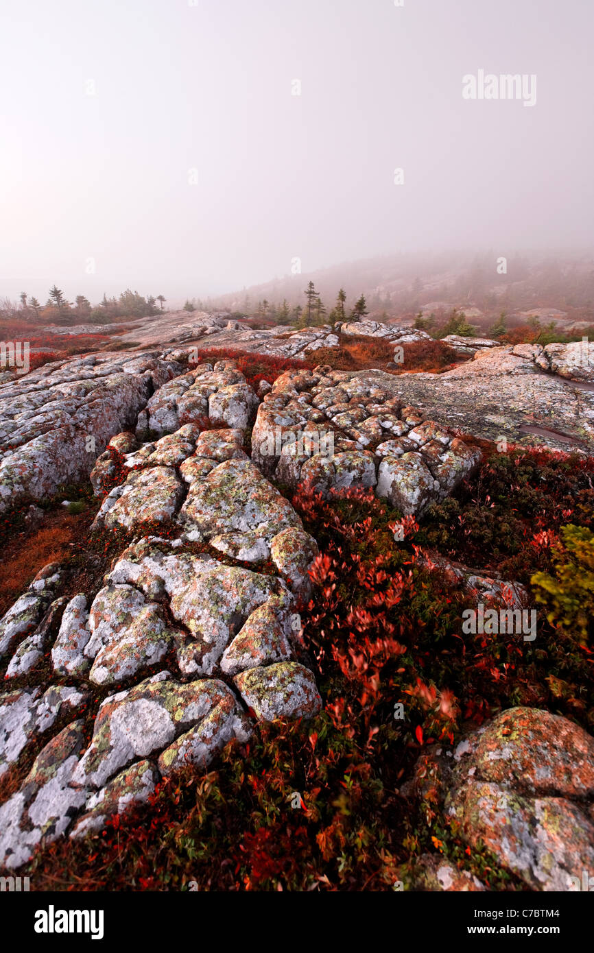 La couleur de l'automne au milieu de substratum de granit sur sommet de Cadillac Mountain au lever du soleil, Mount Desert Island, l'Acadia National Park, Maine Banque D'Images