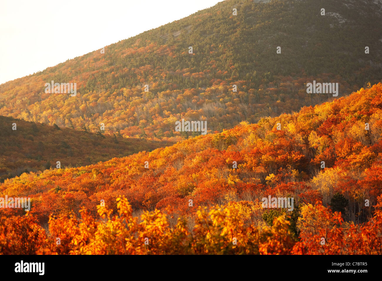 Paysage vallonné de l'automne et à l'automne feuillage, Mount Desert Island, l'Acadia National Park, près de Bar Harbor, Maine, USA Banque D'Images