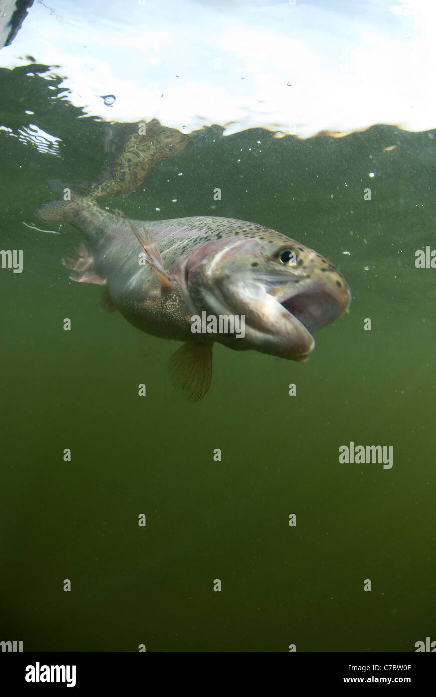 La truite dans le lac Trout Banque D'Images La truite dans le lac Trout Banque D'Images