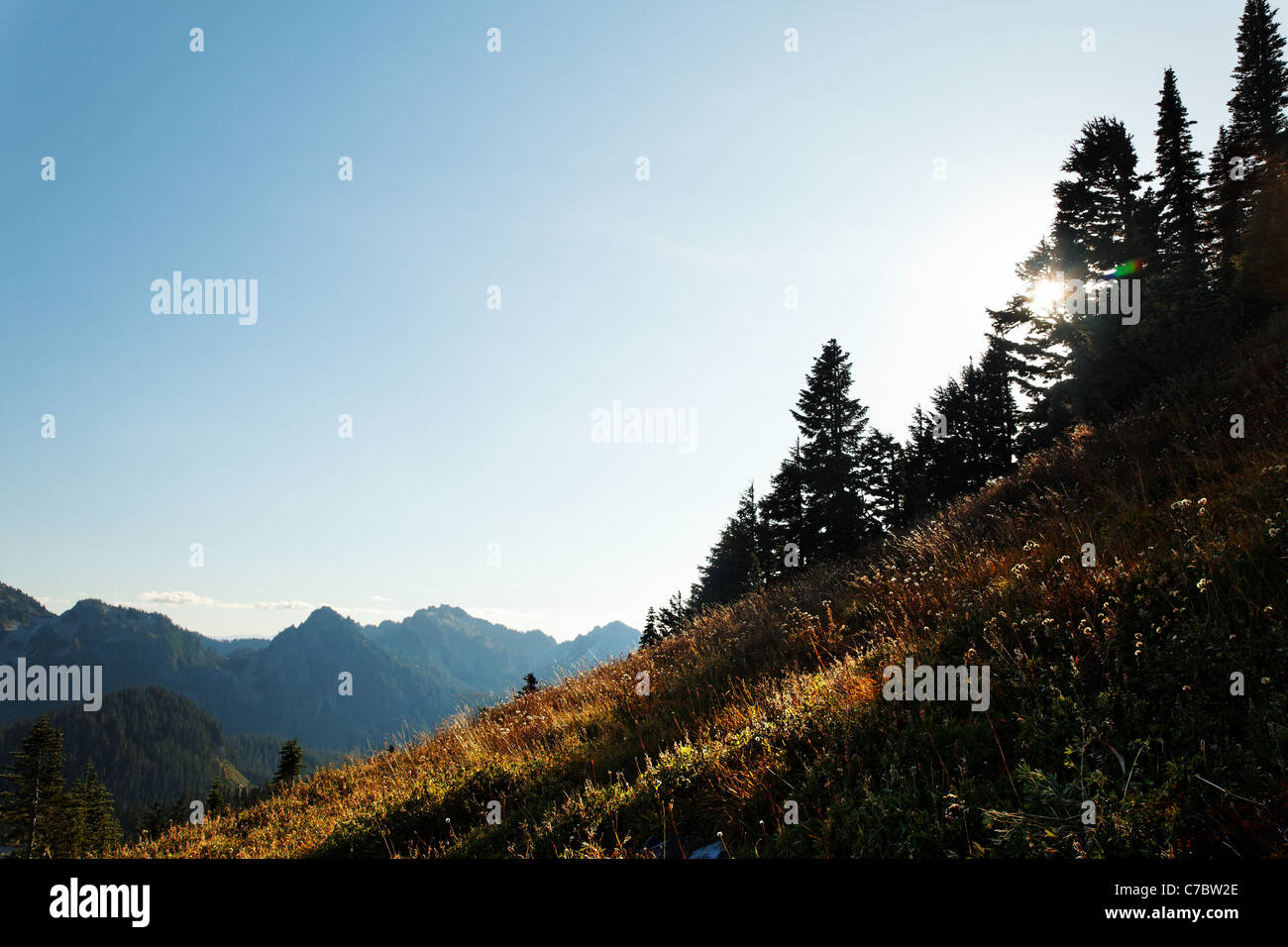 Prairie subalpine, Paradise Meadows, Mount Rainier National Park, Washington, USA Banque D'Images