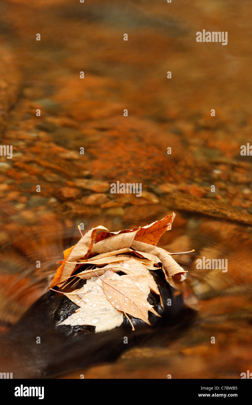 Feuilles mortes reposant sur le roc dans le ruisseau, Mount Desert Island, l'Acadia National Park, Maine, USA Banque D'Images