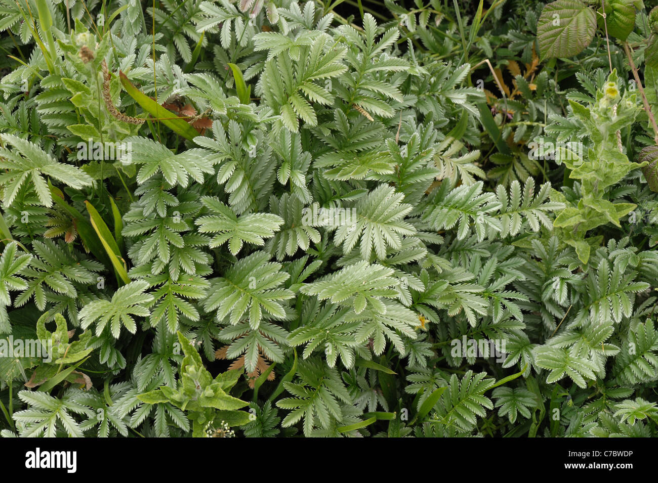 Les feuilles des plantes silverweed (Potentilla anserina) à Chesil Beach sur la côte du Dorset Banque D'Images