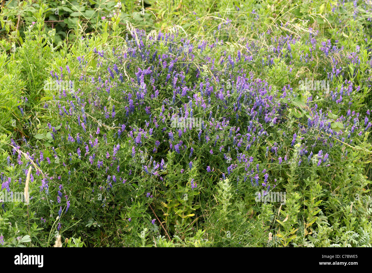 Vesce jargeau (Vicia cracca) plante à fleurs à Chesil Beach sur la côte du Dorset Banque D'Images