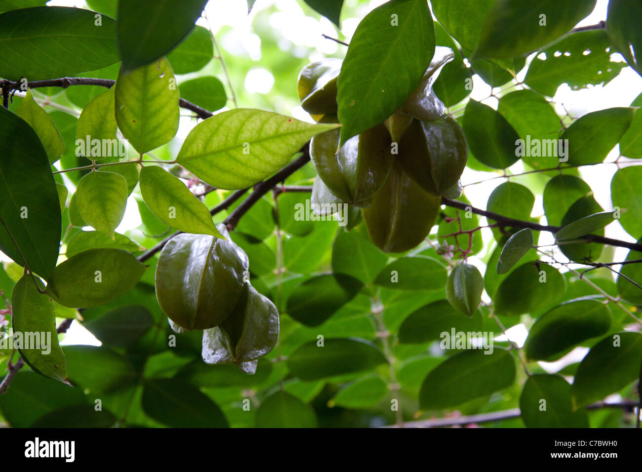 Averrhoa Carambola caramboles arbre avec des fruits mûrs, Palm House, UK Banque D'Images