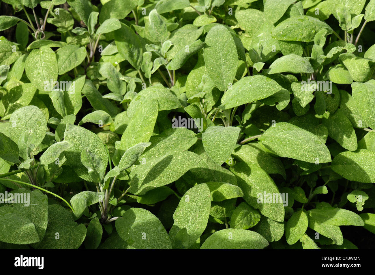 Feuilles de sauge dans un jardin potager Banque D'Images