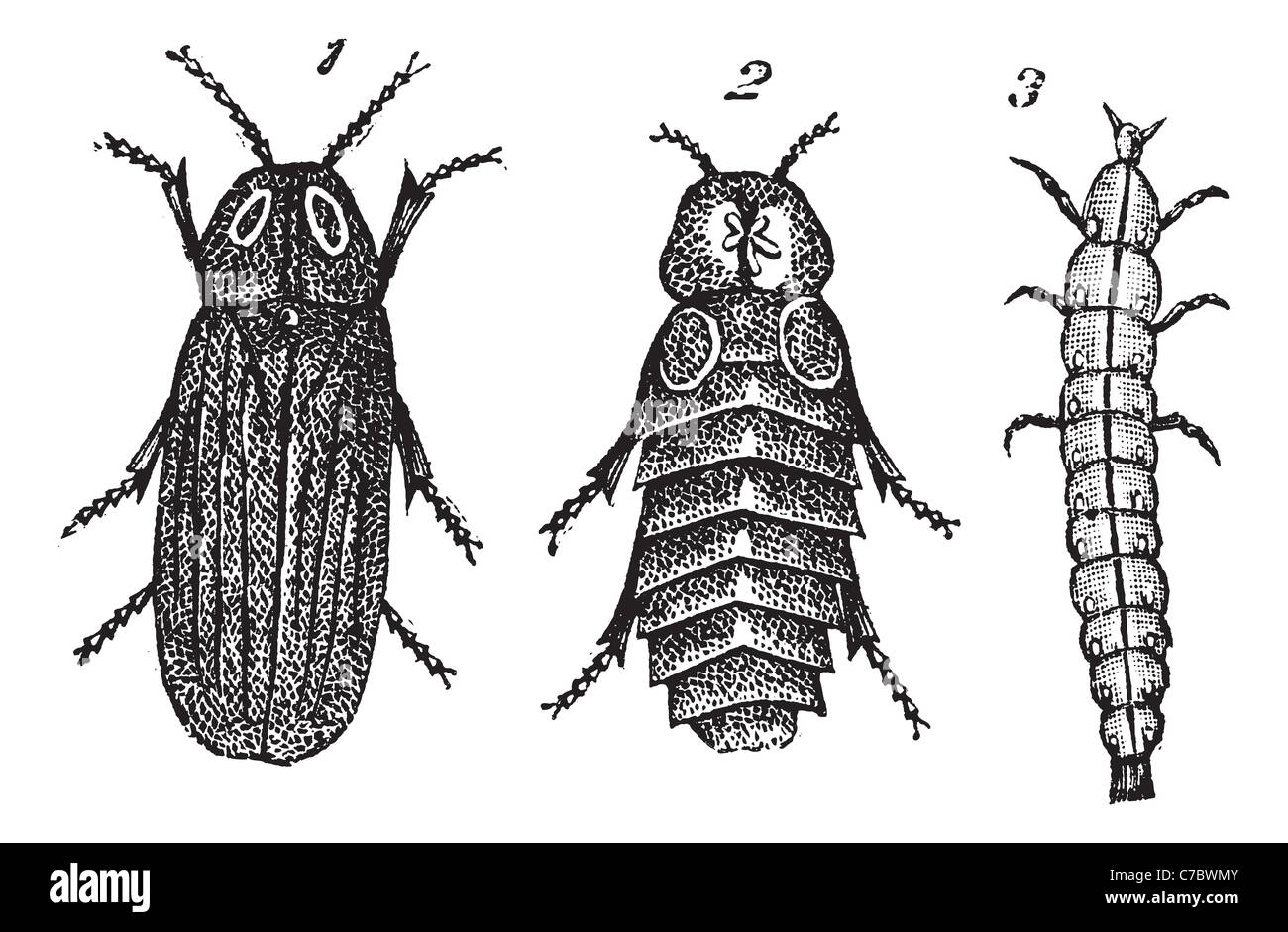 Splendidule Lampyris vintage la gravure. Vieille illustration gravée de Lampyris splendidule 1. masculin 2. féminin 3. larve. Banque D'Images