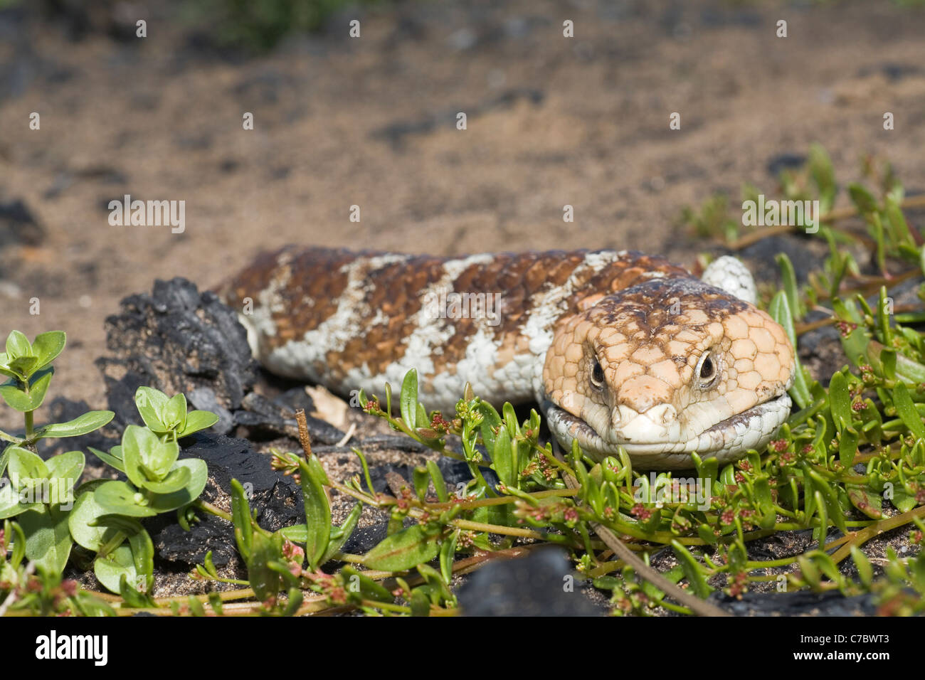 Western Australian Tiliqua rugosa, Bobtail ou lézard. Banque D'Images