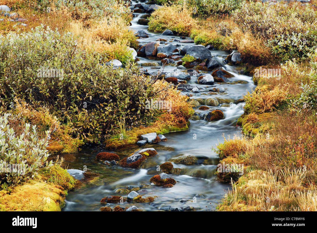 Petit cours d'eau (rivière Paradise) s'écoulant à travers prairie alpine, la crête de Mazama, Mount Rainier National Park, Washington, USA Banque D'Images