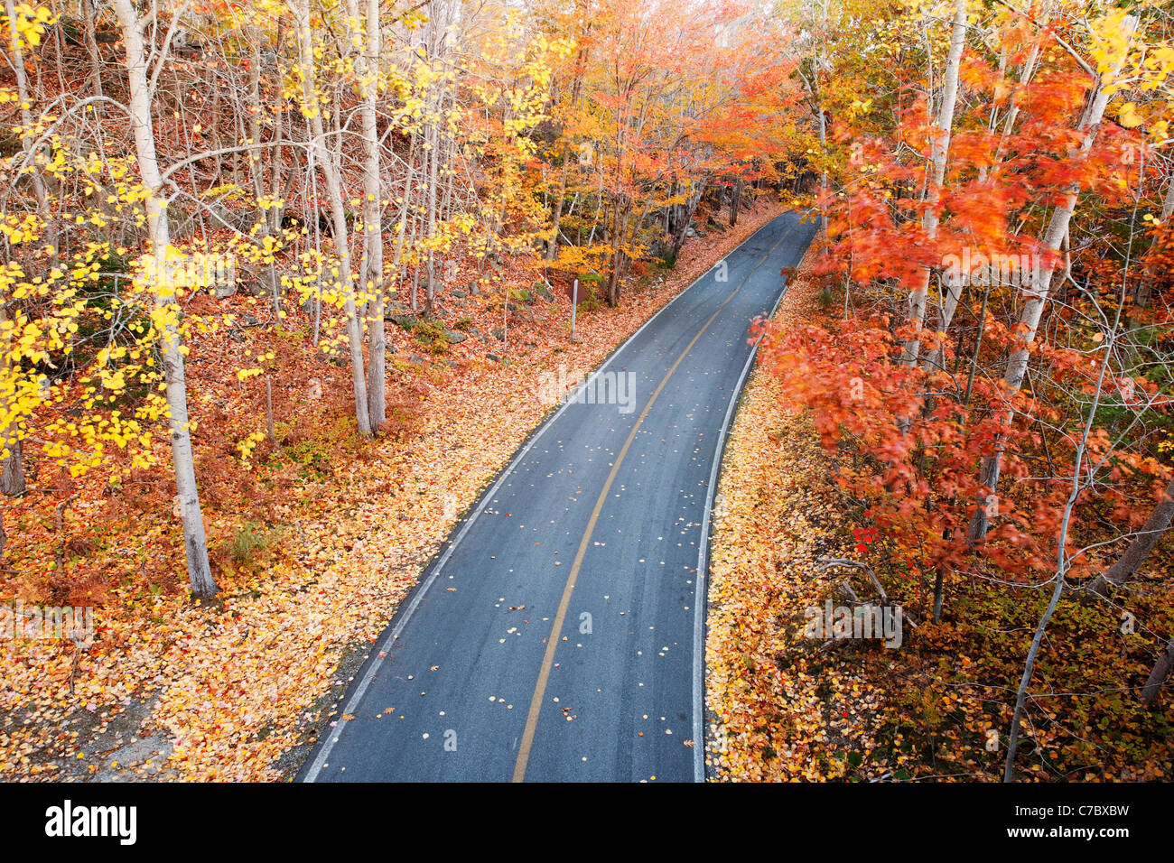 Park road qui traverse l'automne feuillage, Mount Desert Island, l'Acadia National Park, près de Bar Harbor, Maine, USA Banque D'Images