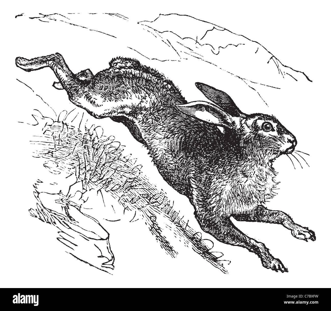 Lièvre variable (Lepus timidus) ou Lièvre lièvre alpin ou irlandais vintage engraved illustration. Encyclopédie Trousset (1886 - 1891). Banque D'Images