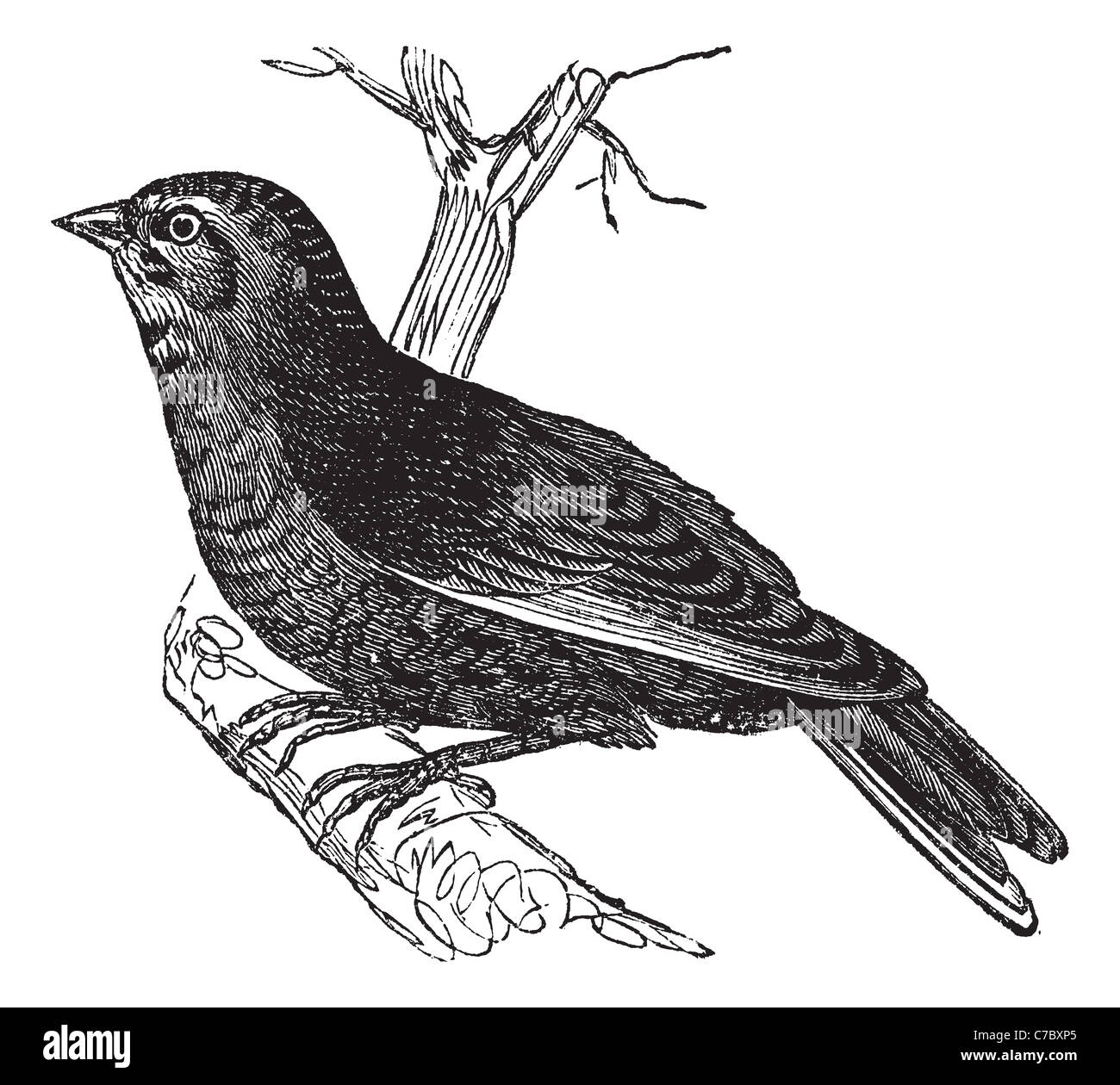 (Carduelis cannabina Linnet, vintage engraved illustration. Encyclopédie Trousset (1886 - 1891). Banque D'Images