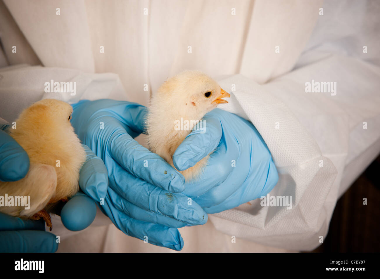 Scientifique avec les mains gantées tenant chicks Banque D'Images