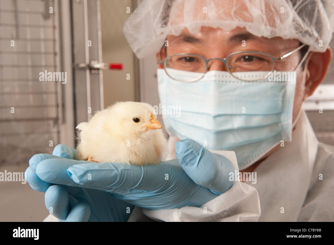 Asian male scientist holding un poussin dans un laboratoire Banque D'Images