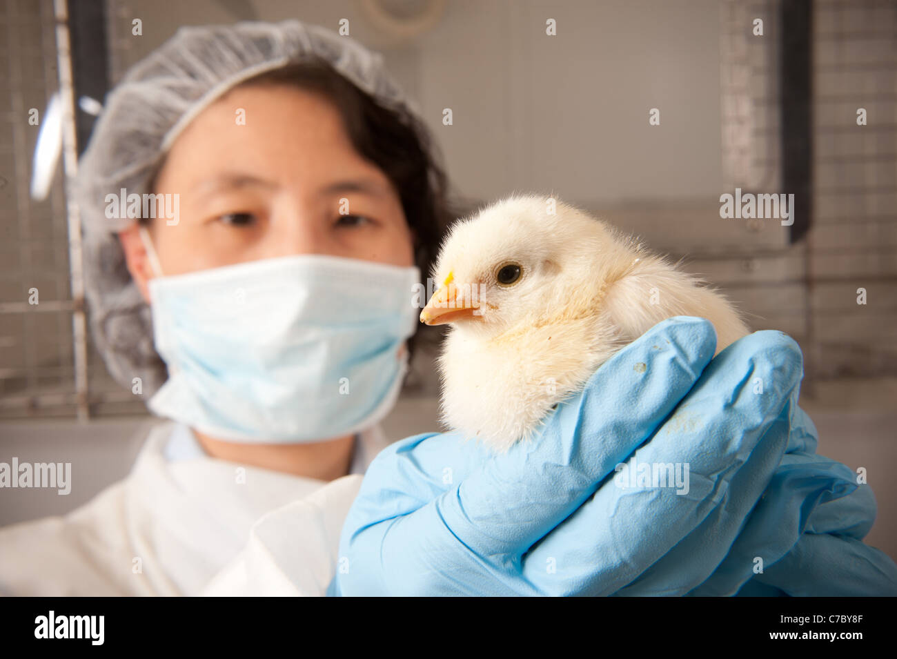 Asian woman scientist holding un poussin dans un laboratoire Banque D'Images