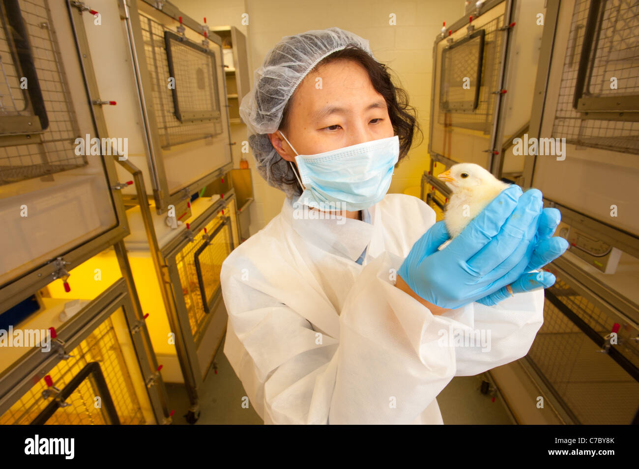 Asian woman scientist holding un poussin dans un laboratoire Banque D'Images