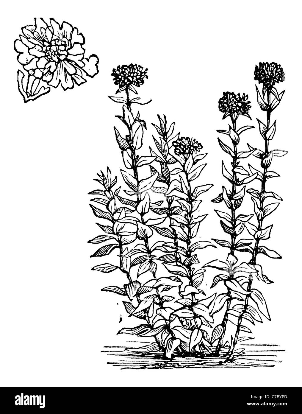 Croix de Jérusalem ou Silene chalcedonica, gravure d'époque. Isolé sur un fond blanc. Banque D'Images