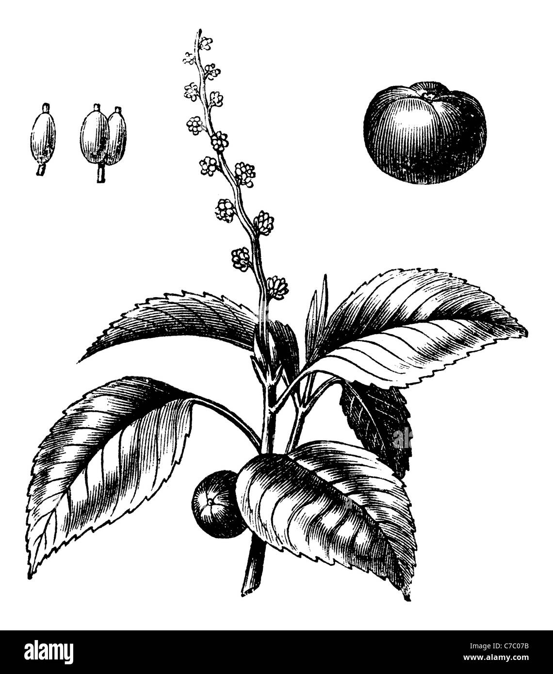 Arbre généalogique ou Mancinella Manchineel, gravure d'époque. Vieille illustration gravée de Manchineel arbre isolé sur un fond blanc. Banque D'Images