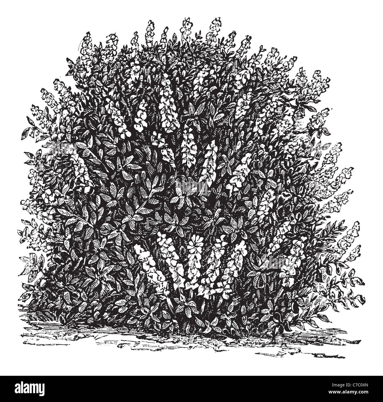 Bottlebrush Buckeye ou Pavie macrostachya, gravure d'époque. Vieille illustration gravée de Bottlebrush Buckeye. Banque D'Images