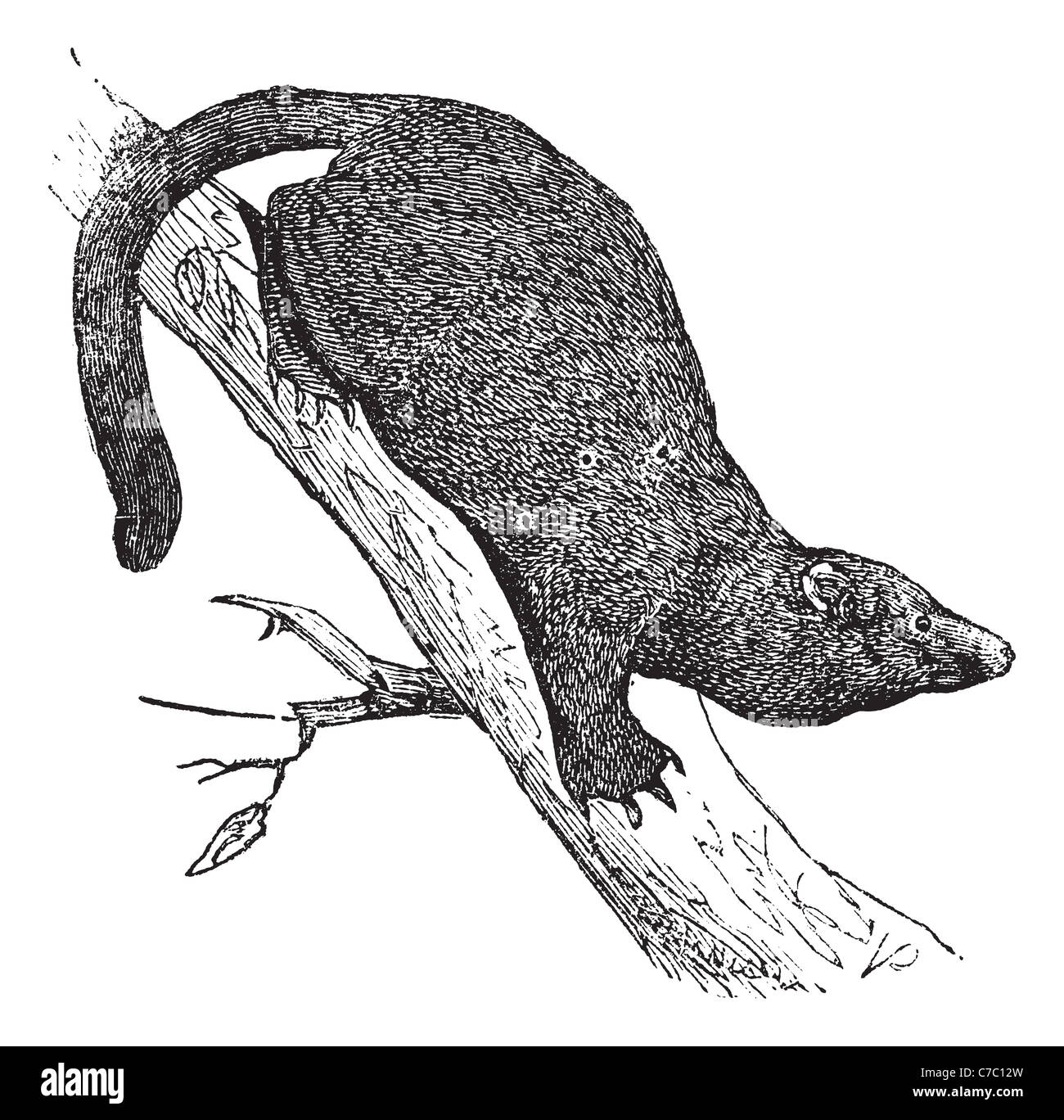 Fisher ou Martes pennanti ou Mustela nigra, gravure d'époque. Vieille illustration gravée de Fisher, en descendant de l'arbre. Banque D'Images