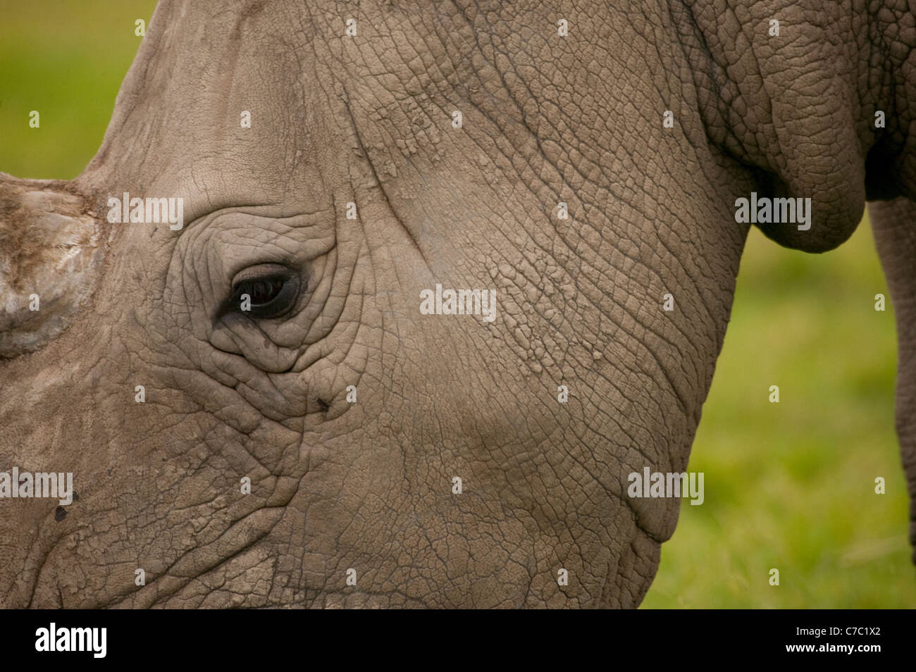Abstract white rhino close up Banque D'Images