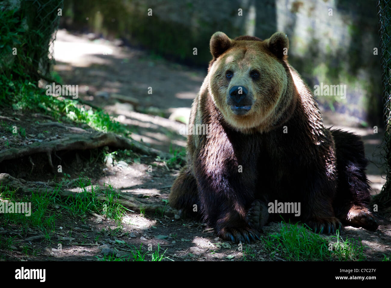 Grizzli assis dans un boîtier zoo Banque D'Images