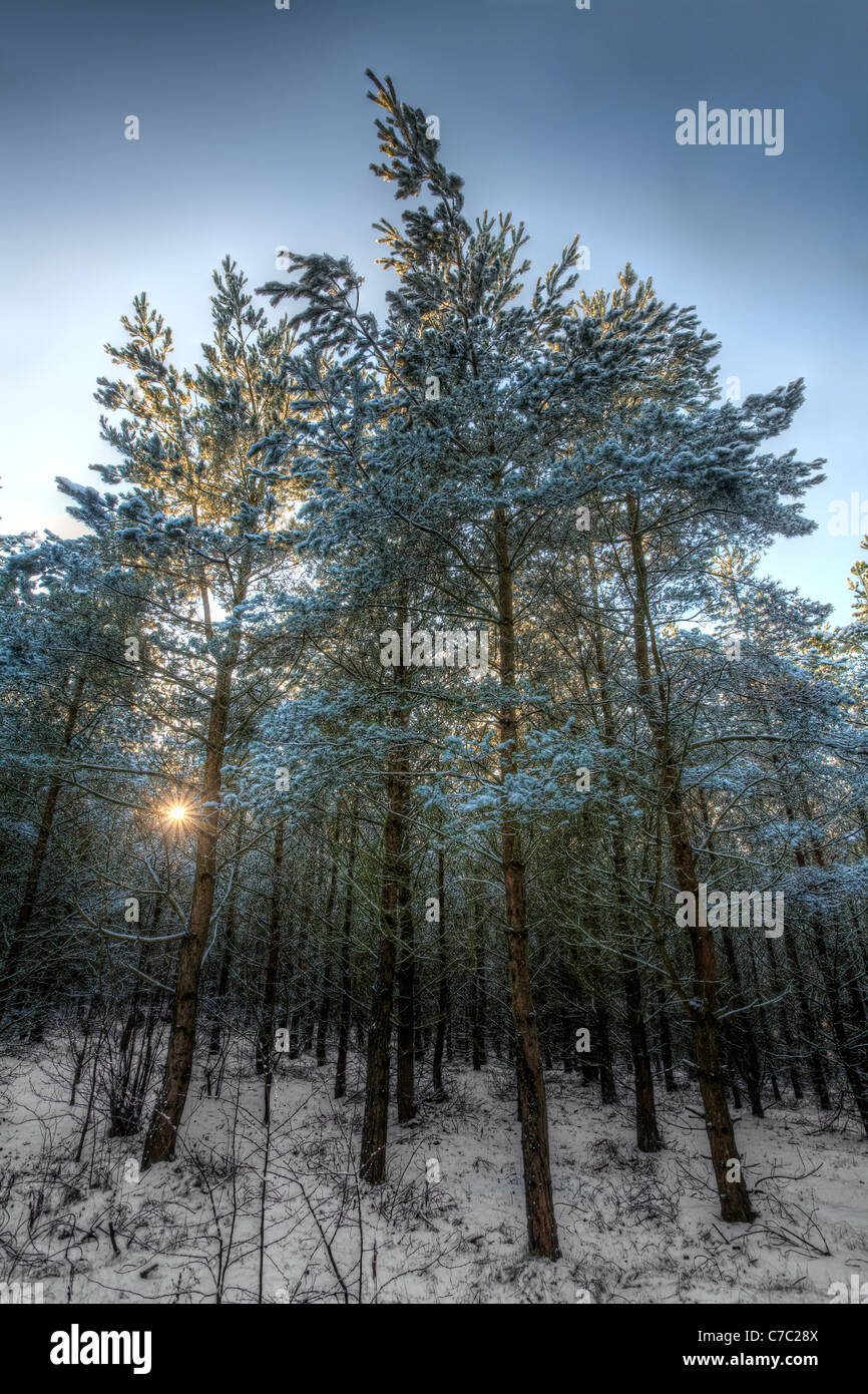 Le soleil brille à travers une forêt de pins couverts de neige, tirée d'une clairière. Banque D'Images