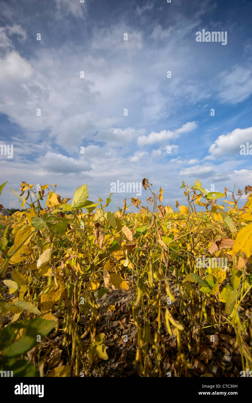 Champ de soya, prêtes pour la récolte Banque D'Images