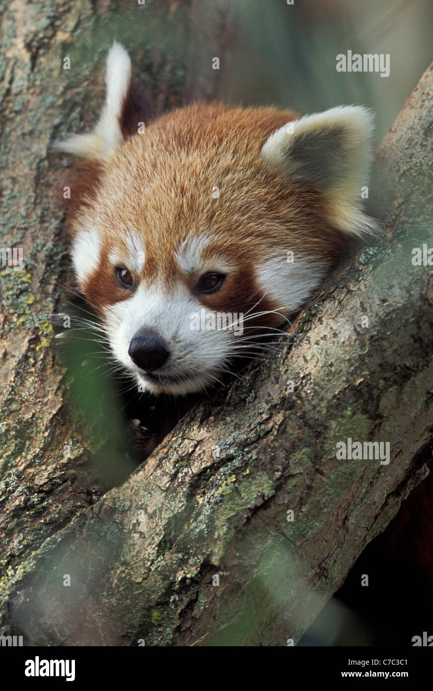 Le panda rouge (Ailurus fulgens ) shining-cat Firefox ou moins Panda au repos dans un arbre de fourche Banque D'Images