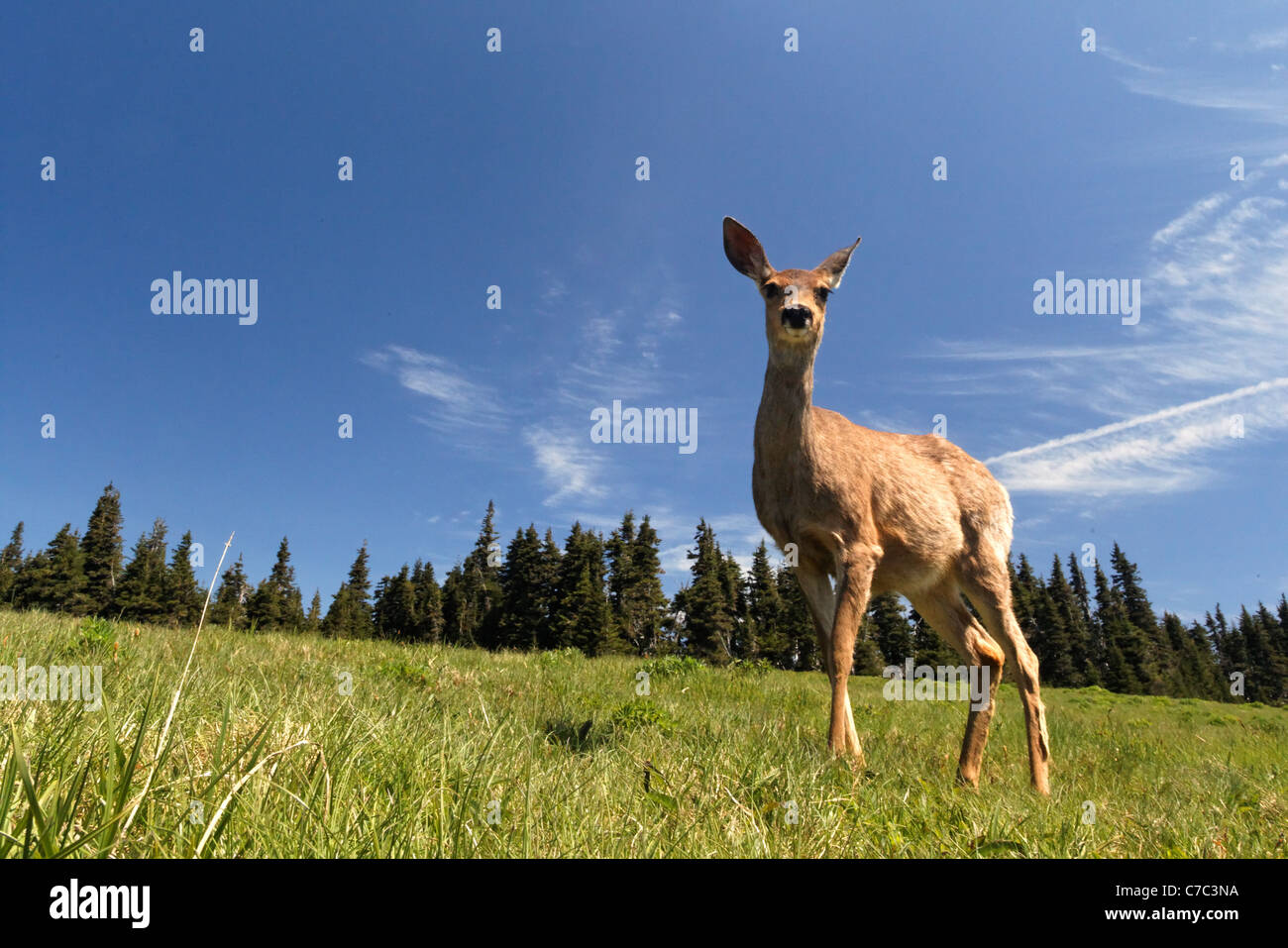 Femme le cerf mulet, l'Ouragan Ridge, Olympic National Park, Washington, USA Banque D'Images