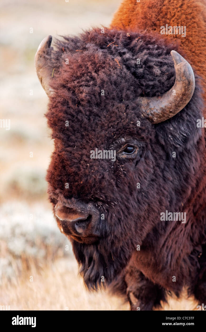 Tête de bison mâle en automne, le Parc National de Yellowstone, Wyoming, USA Banque D'Images