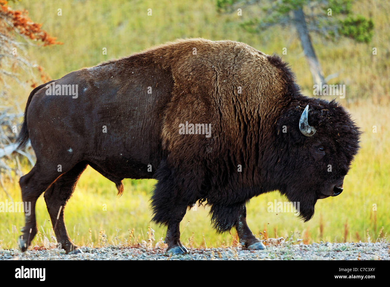 Bison mâle à marcher le long de la route de gravier d'épaule à l'automne feuillage, le Parc National de Yellowstone, Wyoming, USA Banque D'Images