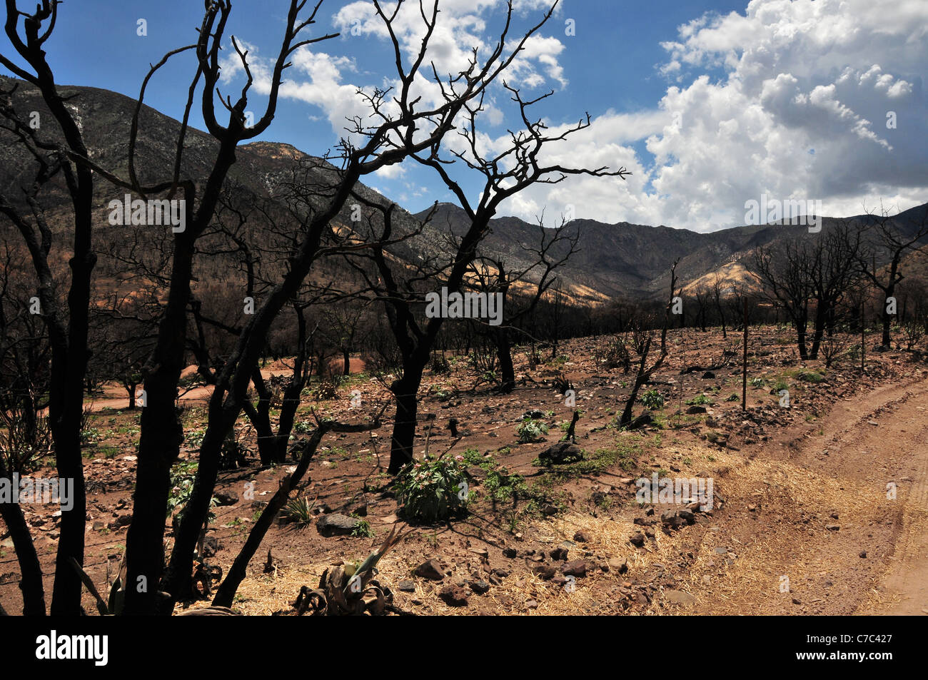 Les zones brûlées dans l'Huachuca Mountains dans la forêt nationale de Coronado après le Monument Incendie, Sierra Vista, Arizona, USA. Banque D'Images