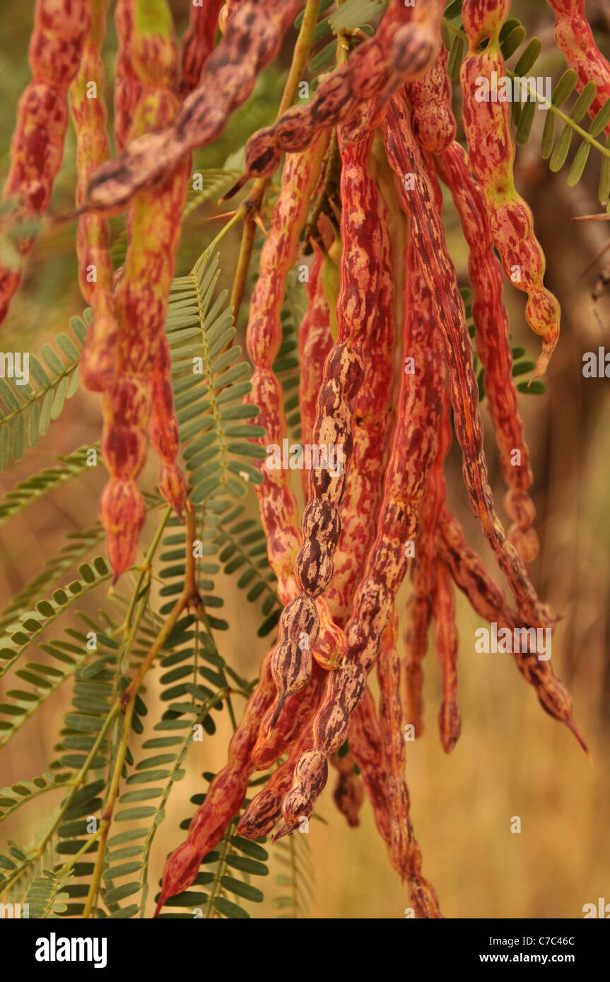 Les mesquites sur les haricots à la rivière San Pedro dans le San Pedro Riparian National Conservation Area, Palominas, Arizona, USA. Banque D'Images