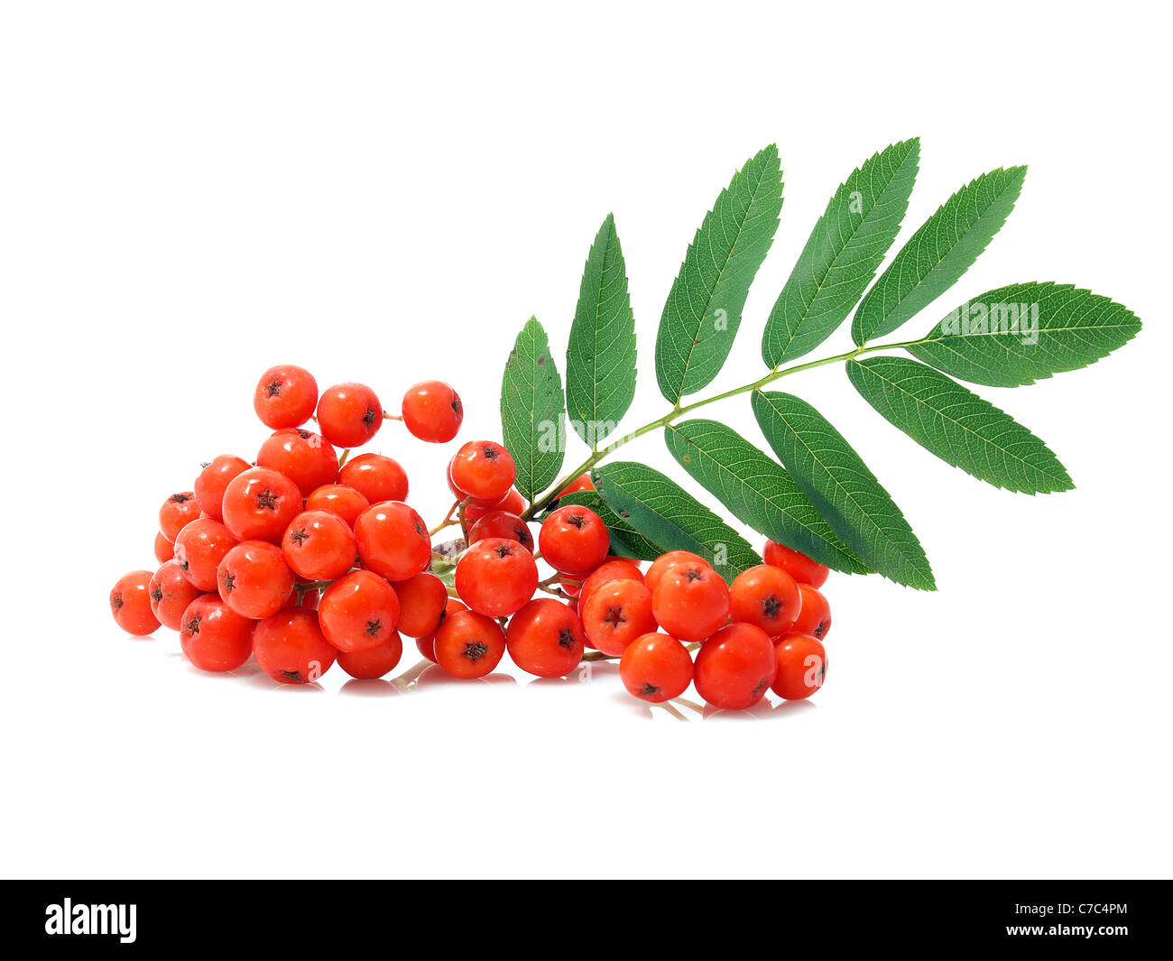 Rowan-fruits rouges Banque D'Images