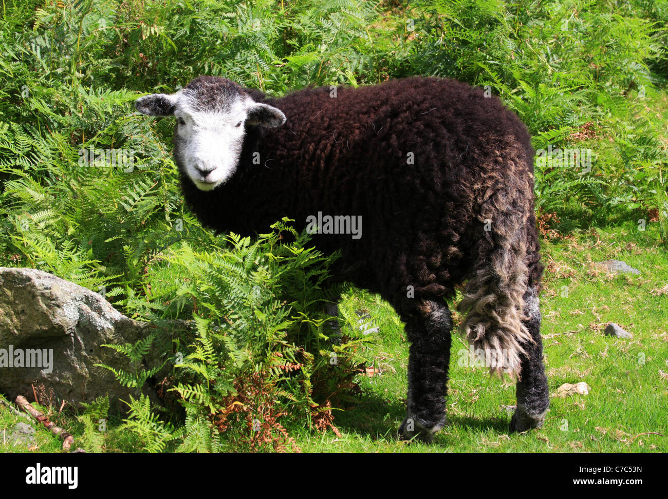 Les jeunes moutons Herdwick, Parc National de Lake District, Cumbria, Angleterre Banque D'Images