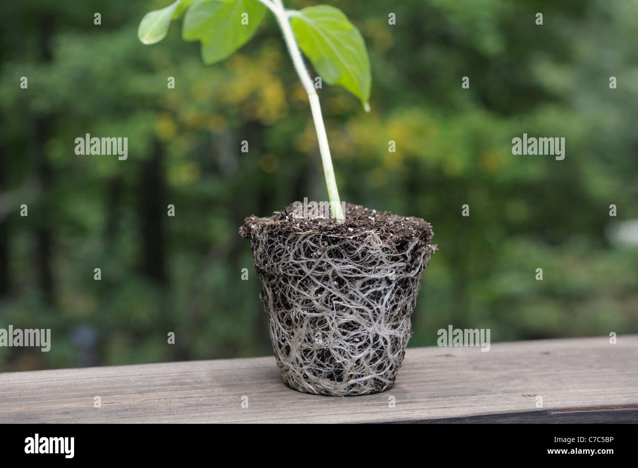 Boule de racine de plante de tournesol, Helianthus annuus Banque D'Images