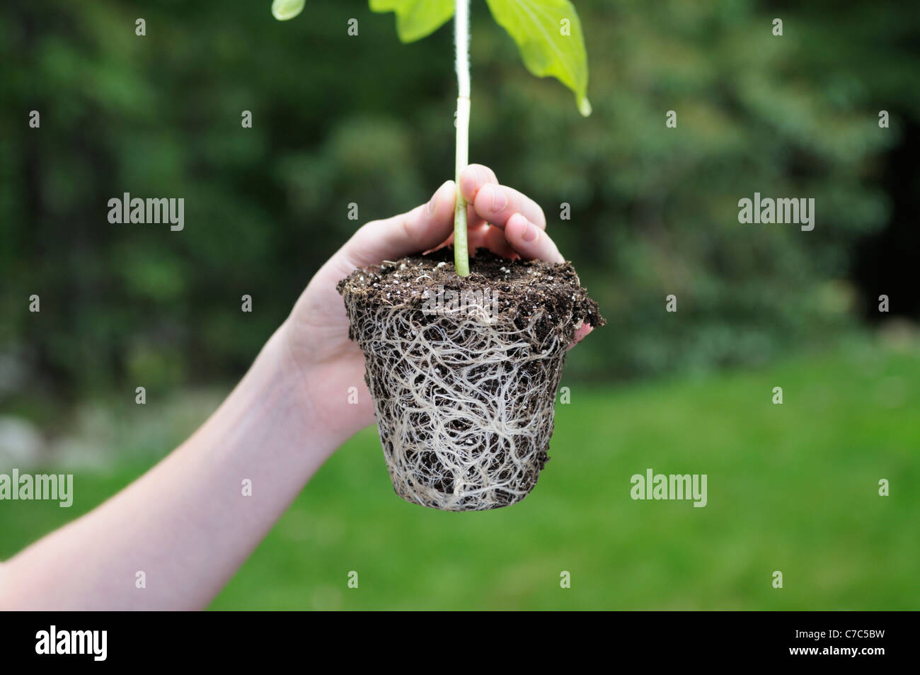 Garçon tenant une boule de racine de plante de tournesol, Helianthus annuus Banque D'Images