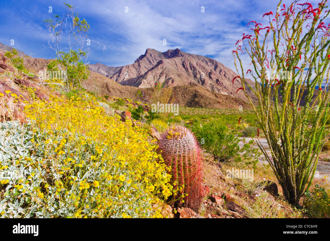 Barrel cactus, brittlebush et la sous Pic Indianhead, Anza-Borrego Desert State Park, California USA Banque D'Images