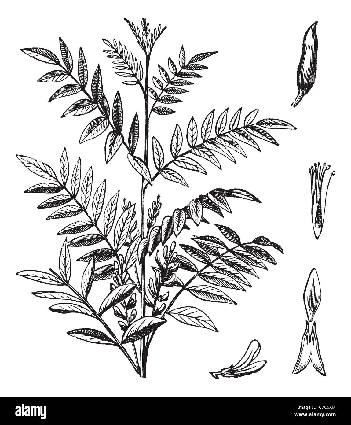 Ou réglisse Glycyrrhiza glandulifera, gravure d'époque. Vieille illustration gravée de réglisse isolé sur un fond blanc. Banque D'Images