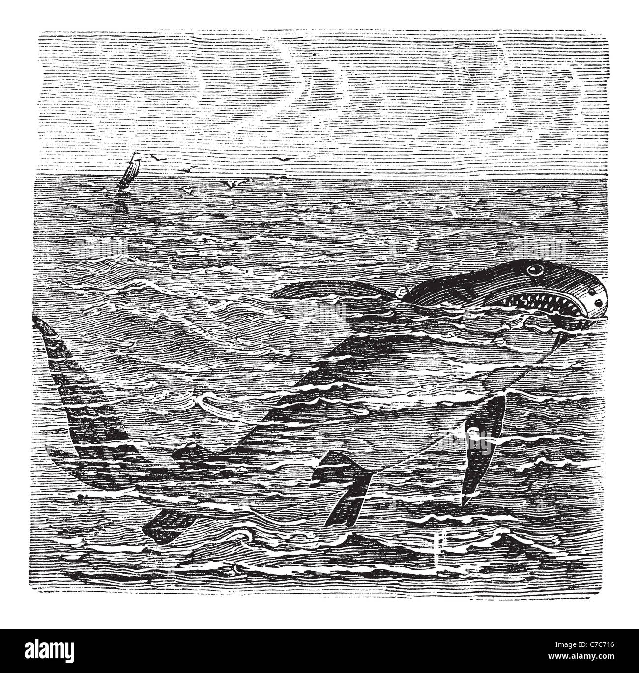 Grand requin blanc ou Squalus carcharias, gravure d'époque. Vieille illustration gravée d'un grand requin blanc dans l'océan. Banque D'Images Grand requin blanc ou Squalus carcharias, gravure d'époque. Vieille illustration gravée d'un grand requin blanc dans l'océan. Banque D'Images