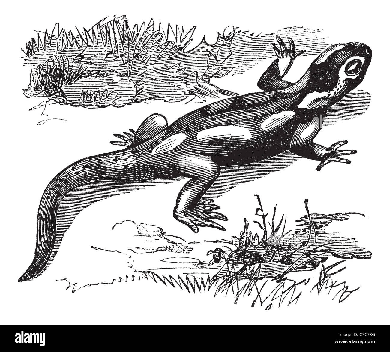 Salamandre Tachetée, gravure d'époque. Vieille illustration gravée de salamandre dans la prairie. Banque D'Images