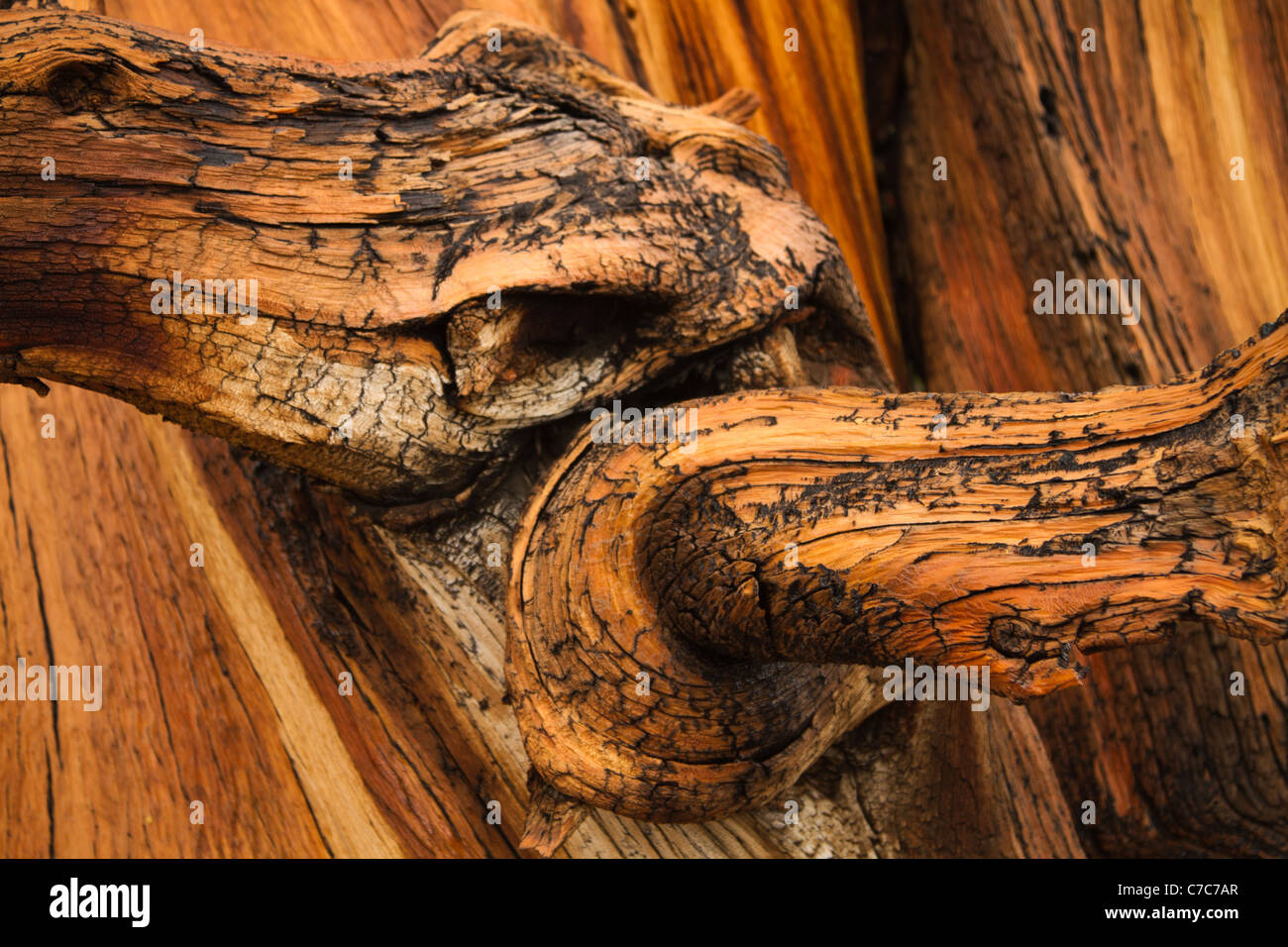 Près d'un tronc tordu d'un ancien bristlecone pine tree dans les montagnes blanches de Californie/Nevada près de Bishop, Califor Banque D'Images